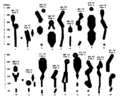 Thumbnail for version as of 03:26, 5 May 2009