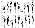 Thumbnail for version as of 03:27, 5 May 2009